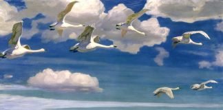 Сезонные миграции птиц — почему пернатые улетают в теплые края?