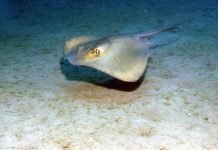 Скат морской кот или скат хвостокол