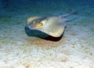 Скат морской кот или скат хвостокол