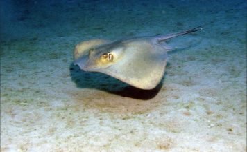 Скат морской кот или скат хвостокол
