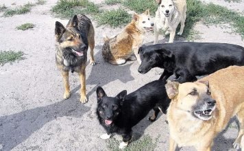 На Гаити появился собачий ночной патруль