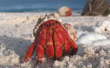 Сухопутный краб отшельник – краб, который может утонуть в воде