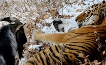 Козел Тимур выгнал Амура из дома в снегопад