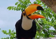 Тукан и его универсальный клюв