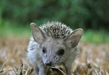Ушастый еж — удивительное чудо