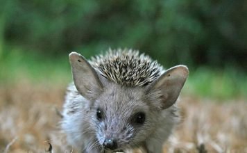 Ушастый еж — удивительное чудо