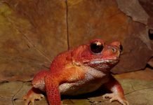 Вьетнамская горная жаба – амфибия из Красной книги