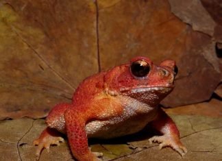 Вьетнамская горная жаба – амфибия из Красной книги