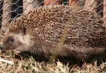 Виды ежей: разнообразие колючих зверьков