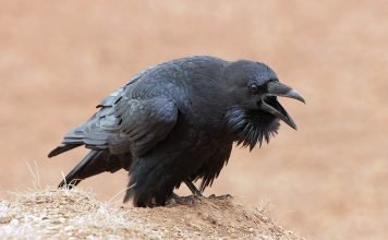 В Уфе ворон встречает своего хозяина с работы