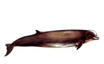 Высоколобый бутылконос – кит, а не дельфин