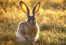 Заяц-толай – мелкий пушистый трусишка
