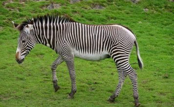 Зебра Греви – зебра, схожая с ослом