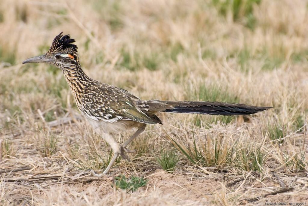 Калифорнийская земляная кукушка (Geococcyx californianus).