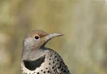 Золотой дятел и особенности его жизни