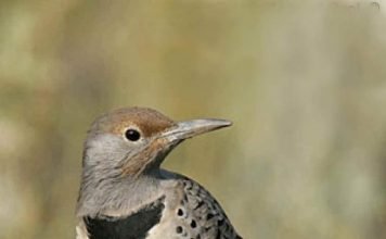 Золотой дятел и особенности его жизни