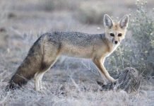 Афганская лисица – небольшой зверек с пушистыми ушами и хвостом