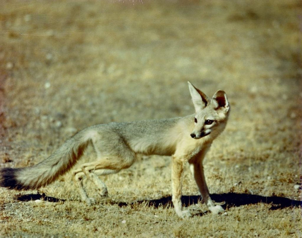 Африканская лисица (Vulpes pallida).