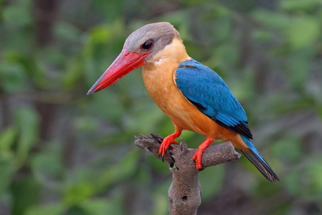 Аистоклювый гуриал (Pelargopsis capensis).