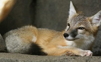 Американская лисица – самая маленькая лисица на континенте