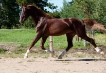 Американская верховая лошадь – порода, популярная не только в Америке, но и в Африке