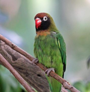 Виды попугаев неразлучников