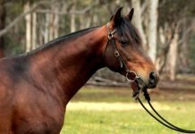 Австралийская пастушья лошадь и австралийский пони: как они попали в Австралию?