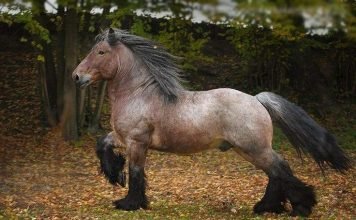 Бельгийская теплокровная лошадь – идеальная порода для спорта и шоу