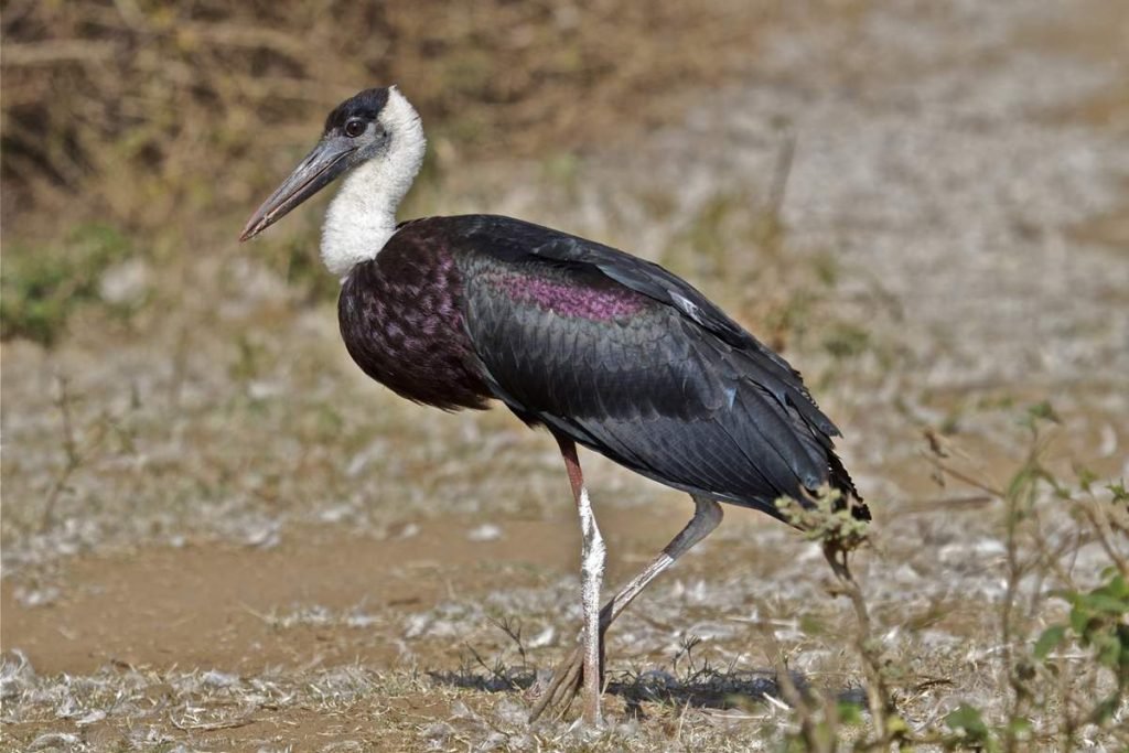 Белошейный аист (Ciconia episcopus).