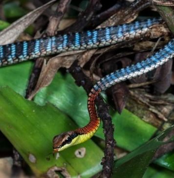 Бронзовый уж Копштейна — самая красивая змея Бронзовый уж Копштейна (Dendrelaphis kopsteini).