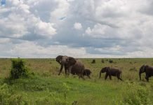 Слон поссорился с буйволом в африканском заповеднике Слон поссорился с буйволом.