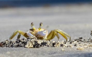 Краб совершил побег из ресторана с ножом в клешне Краб сбежал из ресторана с ножом.