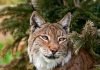 Европейская рысь – изящная хищница