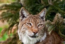 Европейская рысь – изящная хищница