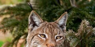 Европейская рысь – изящная хищница