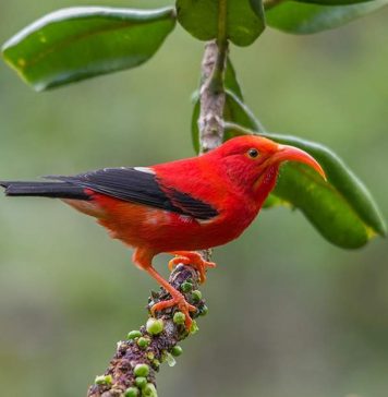Гавайские цветочницы — история экзотических птиц Чёрно-алая гавайская цветочница (Vestiaria coccinea).