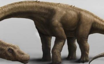 На территории Аргентины нашли новый вид динозавров Обнаружен самый большой динозавр, когда-либо живший на Земле.