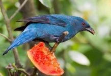 Голубая ирена — видимо, та самая «синяя птица» из песни Голубая ирена (Irena puella).