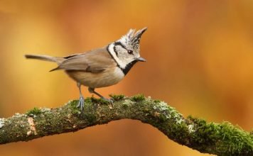 Гренадерка — хохлатая синица Гренадерка (Lophophanes cristatus).