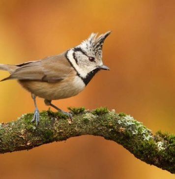 Гренадерка — хохлатая синица Гренадерка (Lophophanes cristatus).