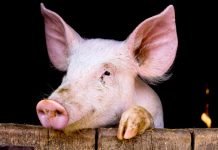 Великобритания приступает к созданию химер В Великобритании начинают выращивание химер.