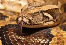 Индийский питон: жизнь в природе и террариуме