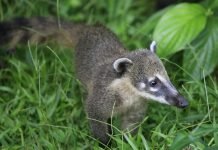 Южноамериканская носуха – представитель енотовых из Южной Америки