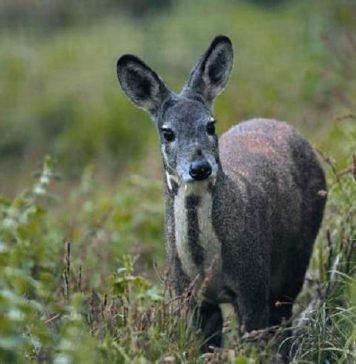 Кабарга Березовского — малоизвестное парнокопытное Кабарга Березовского (Moschus berezovskii).
