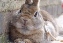 На Алтае новорожденную девочку покусал кролик