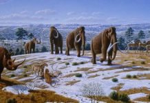 Ученые: через 10 лет мамонты вернутся