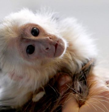 Мартышка «открыла» хозяину свой тайник Мартышка раскрыла свой тайник хозяину в честь Нового года.