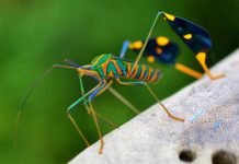 Ученые: источником омега-3 жирных кислот могут стать насекомые