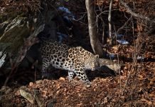 К Тимуру и Амуру подселят «соседа» Тимуру и Амуру привезли нового друга.