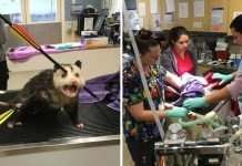 Раненый опоссум продемонстрировал чудеса живучести Раненный опоссум продемонстрировал живучесть.